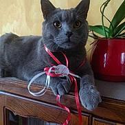Newton participe au concours pour gagner de l'argent avec cette photo : cat, gray_cat, ribbons, wooden_cabinet, houseplant, red_pot, indoor, pet, feline, curious, relaxed, furniture, closeup, domestic_animal, decor, animal, paw, face, whiskers, eyes
