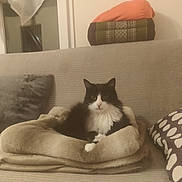 Sasha participe au concours pour gagner de l'argent avec cette photo : cat, black_and_white, fluffy, blanket, couch, pillow, indoor, pet, animal, resting, cozy, furniture, soft, domestic, mammal, cute, relaxed, home, comfortable, fur