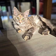 Channone participe au concours pour gagner de l'argent avec cette photo : cat, indoor, floor, sunlight, relaxed, feline, pets, fur, whiskers, ears, yellow_eyes, shadow, home, animal, cute, lying_down, domestic, blurred_background, cozy, calm