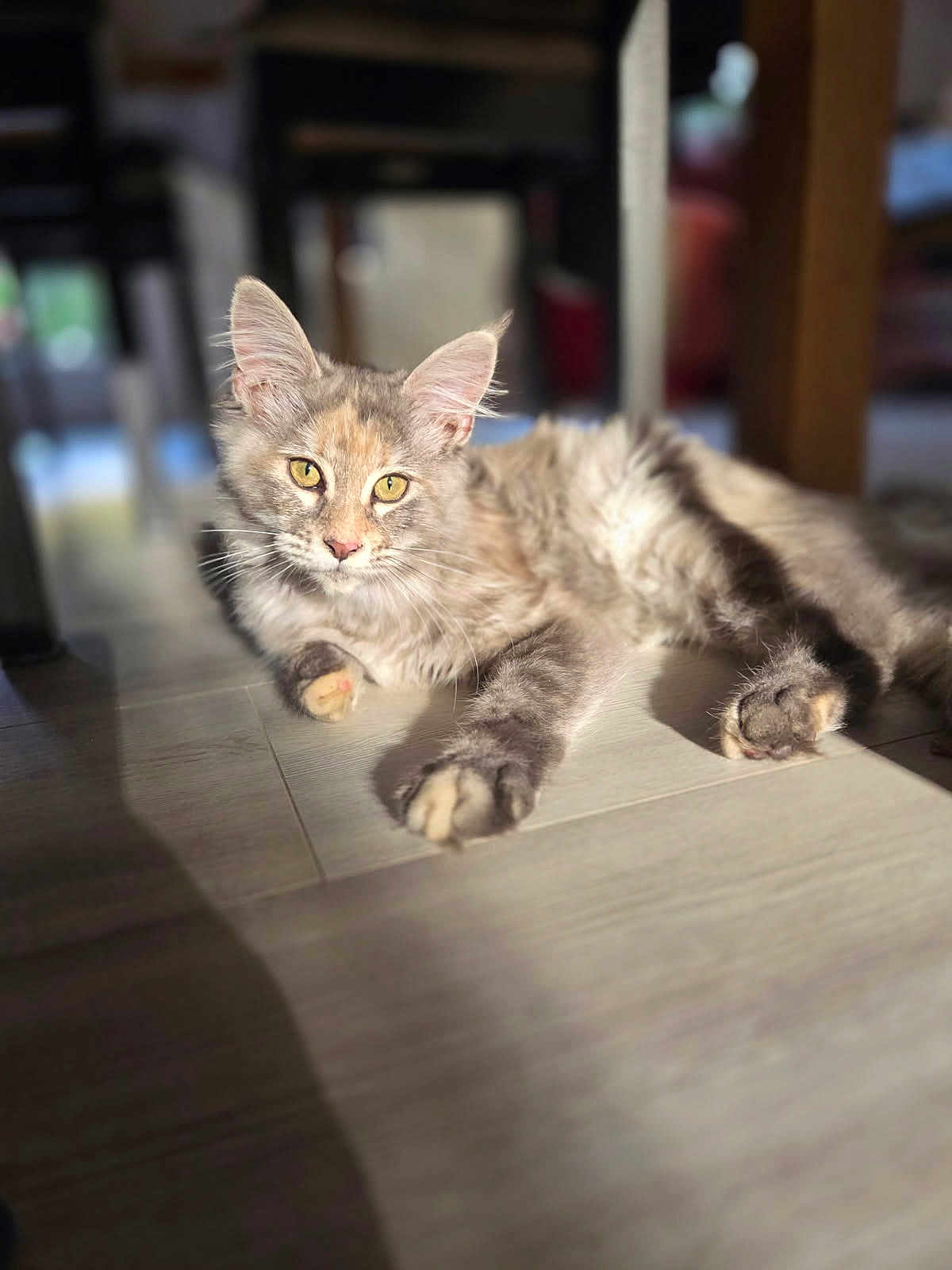 Channone participe au concours pour gagner de l'argent avec cette photo : cat, indoor, floor, sunlight, relaxed, feline, pets, fur, whiskers, ears, yellow_eyes, shadow, home, animal, cute, lying_down, domestic, blurred_background, cozy, calm