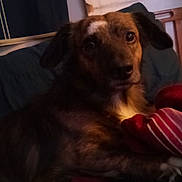 Ramsey joined the competition — help win amazing prizes! dog, indoor, couch, blanket, pet, animal, fur, brown, white, ears, face, looking, soft_lighting, cozy, home, relaxing, comfort, furniture, portrait, canine