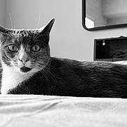 Skye is registered to the contest to win money with this photo: animal, bed, black_and_white, cat, close_up, cozy, domestic, expression, eyes, feline, fur, furniture, indoor, looking, mirror, pet, portrait, resting, soft_light, whiskers