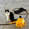 cat, black_and_white_cat, sitting, lying_down, hose, watering_can, concrete_floor, crack, outdoor, pet, animal, playful, curious, relaxed, domestic, feline, two_cats, yellow_object, floor, sunlight