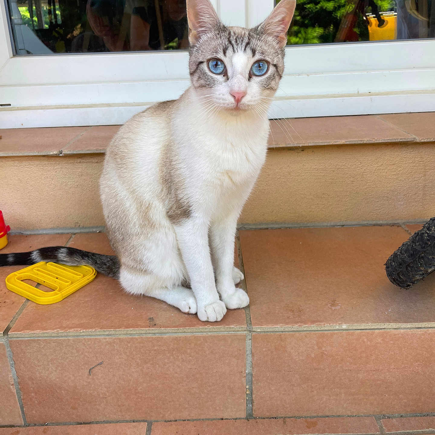 Chacha