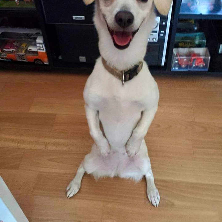 Pimkie participe au concours pour gagner de l'argent avec cette photo : animal, beagle, cabinet, canine, car, dog, drawer, electronics, furniture, hound, indoors, interiordesign, machine, pet, puppy, screen, transportation, vehicle, wheel, wood