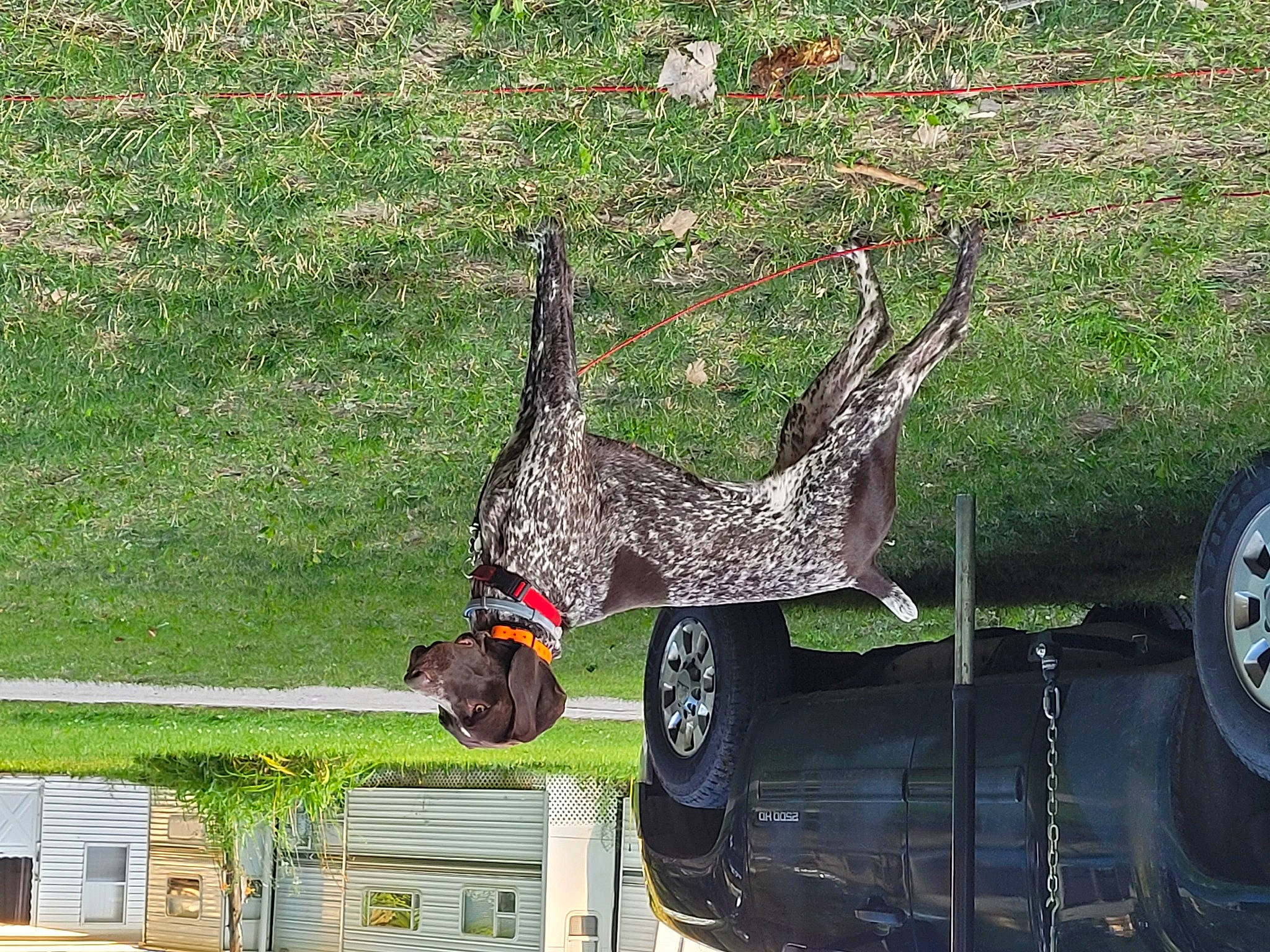 Layla is registered to the contest to win money with this photo: automotive_exterior, automotive_tire, automotive_wheel_system, beak, bird, car, grass, lawn, motor_vehicle, plant, rolling, tints_and_shades, tire, tread, tree, vehicle, vehicle_door, wheel, window, woody_plant