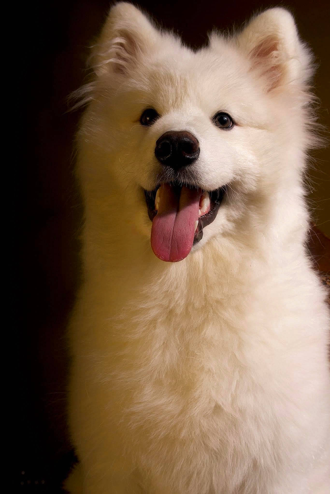 Matcha is registered to the contest to win money with this photo: american_eskimo_dog, ancient_dog_breeds, carnivore, companion_dog, corgi_chihuahua, dog, dog_breed, fur, german_spitz_klein, japanese_spitz, non_sporting_group, samoyed, snout, spitz, sporting_group, volpino_italiano, whiskers, working_animal, working_dog