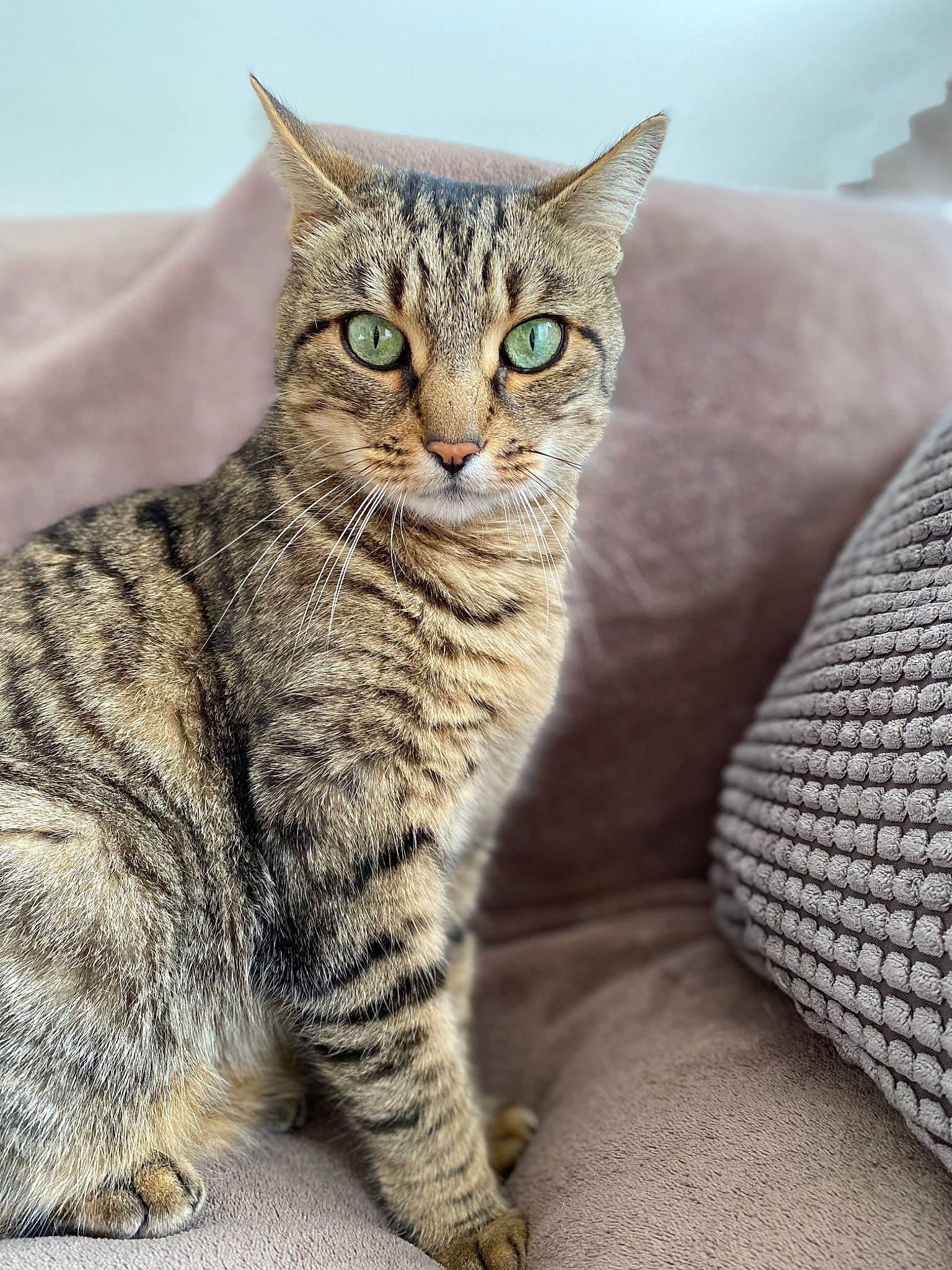 Choupi a rejoint le concours — aidez-le/la à gagner de superbes lots ! carnivore, cat, close_up, comfort, felidae, fur, mammal, sitting, small_to_medium_sized_cats, snout, terrestrial_animal, vertebrate, whiskers, wildlife