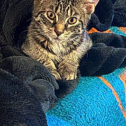 Jules joined the competition — help win amazing prizes! animal, blanket, blue, cat, closeup, cozy, curious, cute, ears, eyes, feline, fur, indoor, kitten, orange, pet, resting, tabby, texture, whiskers