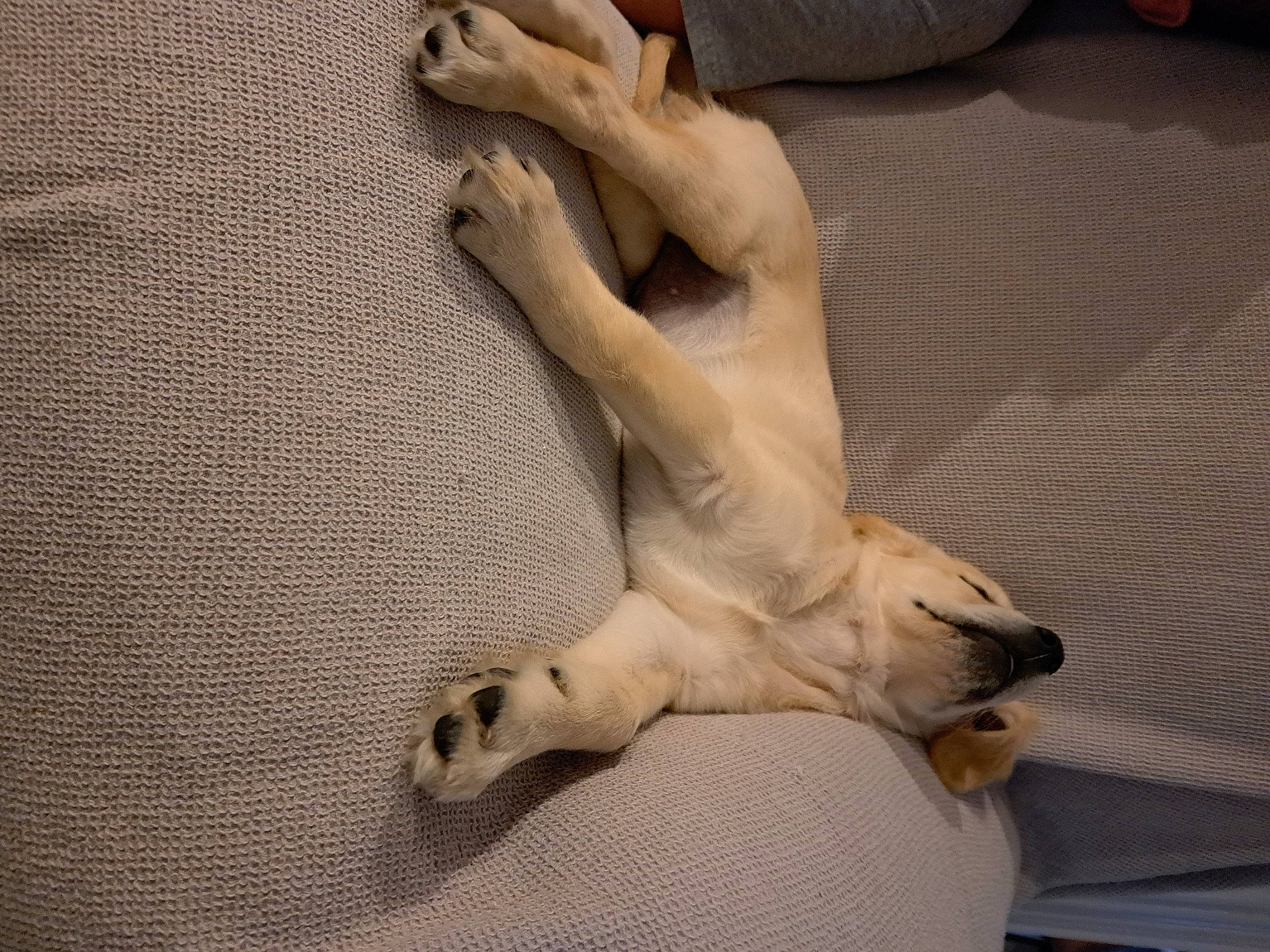 Gaia participe au concours pour gagner de l'argent avec cette photo : art, canidae, carnivore, classical_sculpture, comfort, companion_dog, dog, dog_breed, fawn, foot, fur, human_leg, knee, linens, paw, sculpture, snout, sporting_group, trunk, wood