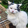 cat, white_cat, black_patches, fluffy_fur, outdoor, wooden_surface, drying_rack, greenery, garden, pet, animal, whiskers, ears, pink_nose, fur, close_up, sitting, nature, daylight, domestic_cat