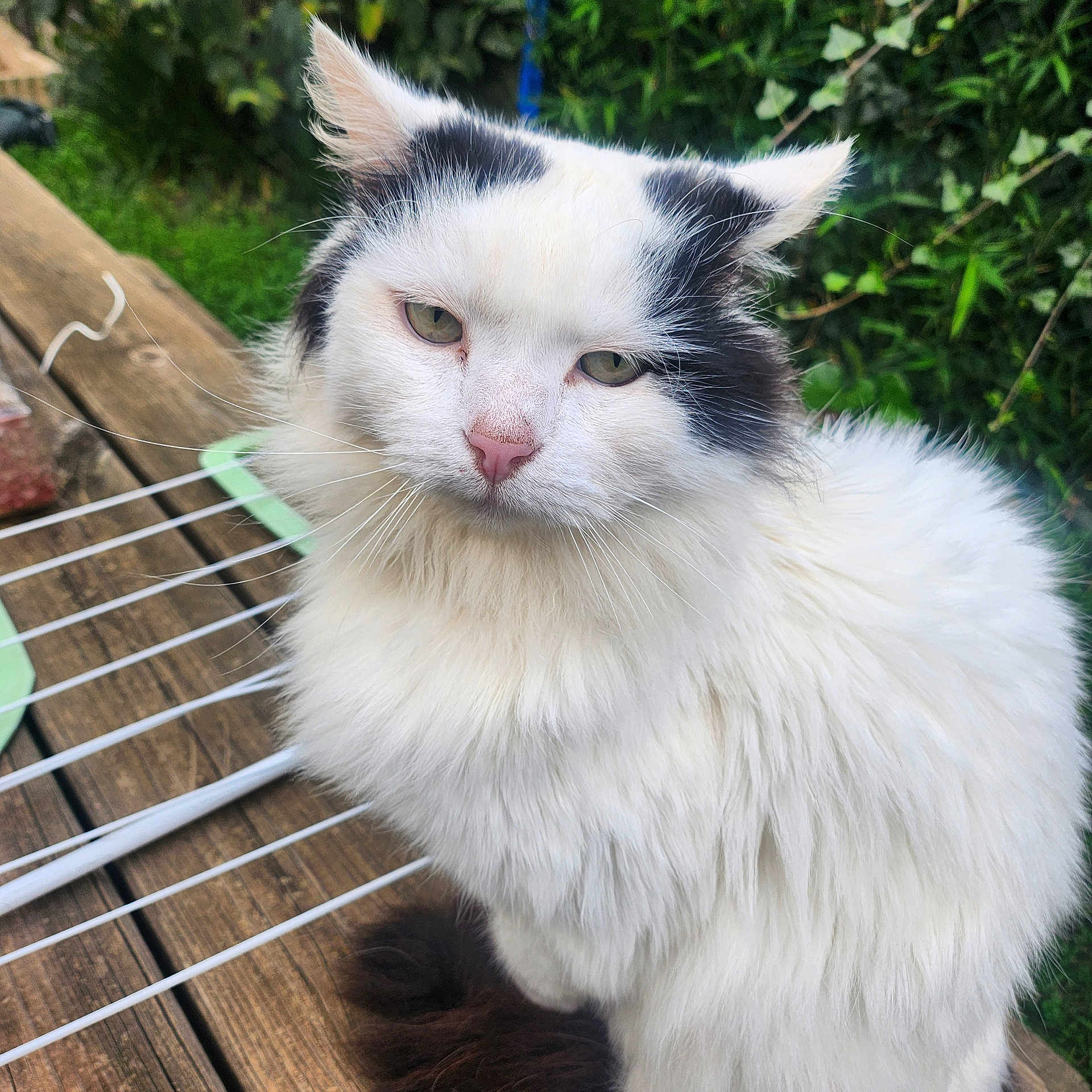 Swiffer participe au concours pour gagner de l'argent avec cette photo : cat, white_cat, black_patches, fluffy_fur, outdoor, wooden_surface, drying_rack, greenery, garden, pet, animal, whiskers, ears, pink_nose, fur, close_up, sitting, nature, daylight, domestic_cat