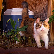 Tily joined the competition — help win amazing prizes! cat, calico_cat, outdoor, plant, greenery, wood, cooler, tail, fur, walking, sunlight, brick_floor, pet, animal, nature, close_up, eyes, whiskers, background, rustic
