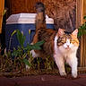 cat, calico_cat, outdoor, plant, greenery, wood, cooler, tail, fur, walking, sunlight, brick_floor, pet, animal, nature, close_up, eyes, whiskers, background, rustic