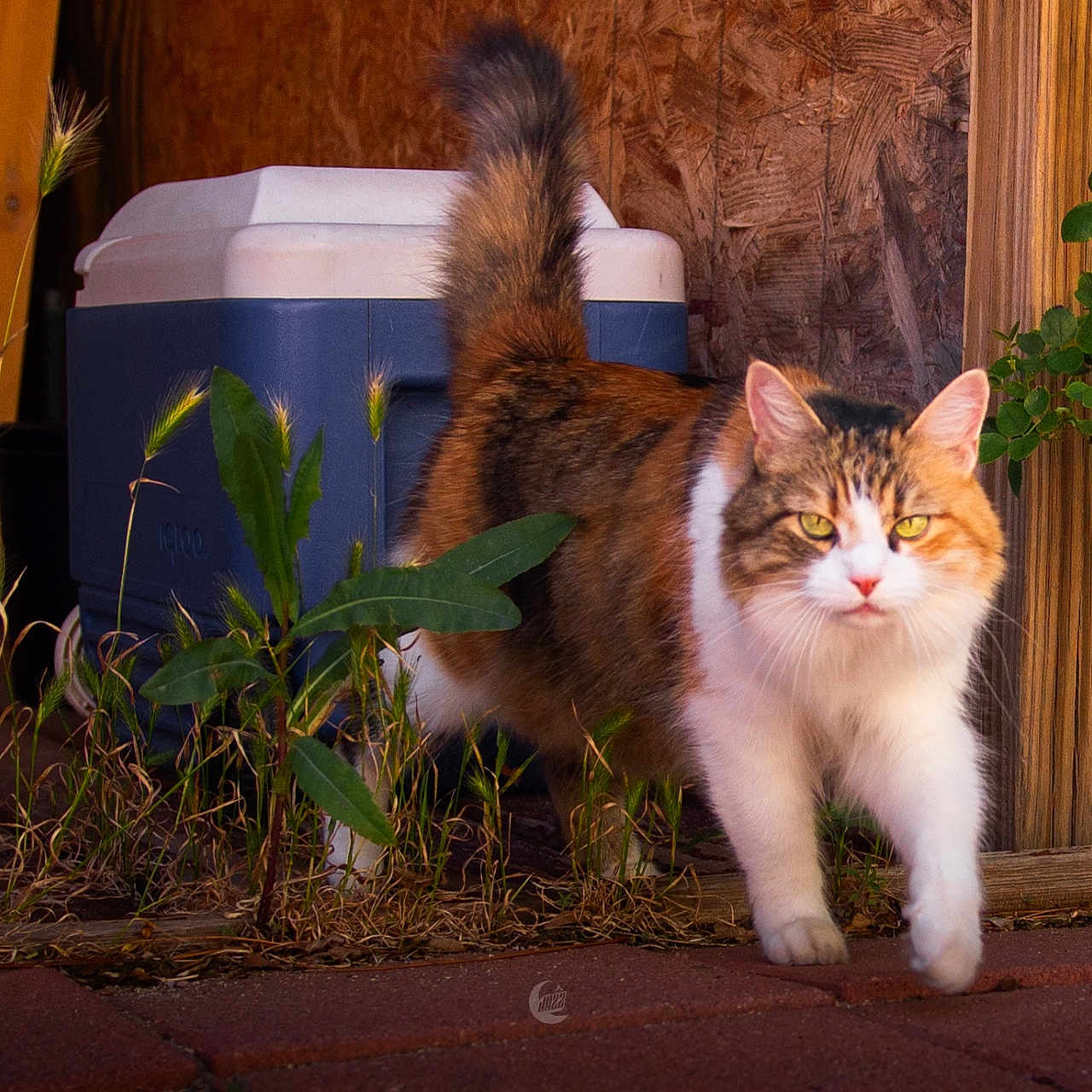 Tily joined the competition — help win amazing prizes! cat, calico_cat, outdoor, plant, greenery, wood, cooler, tail, fur, walking, sunlight, brick_floor, pet, animal, nature, close_up, eyes, whiskers, background, rustic