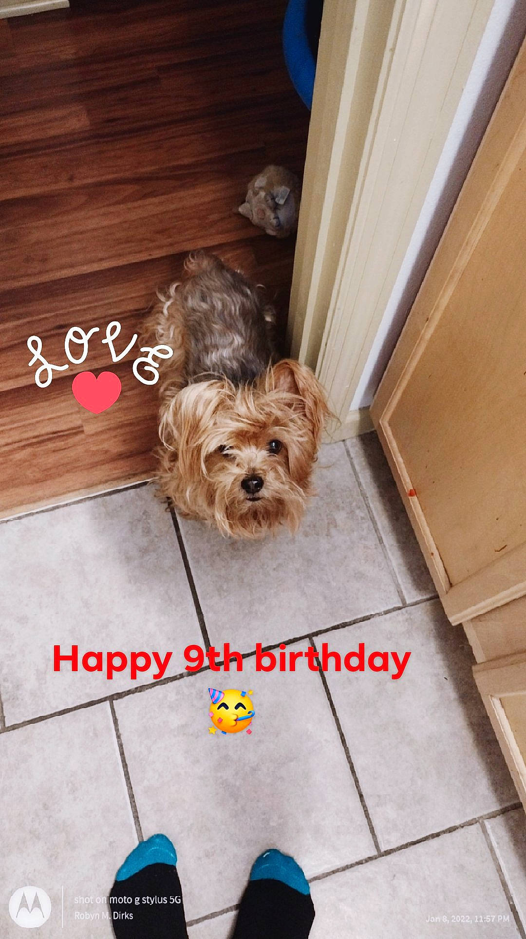 Sissie joined the competition — help win amazing prizes! canidae, carnivore, companion_dog, dog, dog_breed, dog_supply, floor, flooring, font, hardwood, liver, pet_supply, small_terrier, snout, sporting_group, toy_dog, water_dog, wood, wood_stain, working_animal