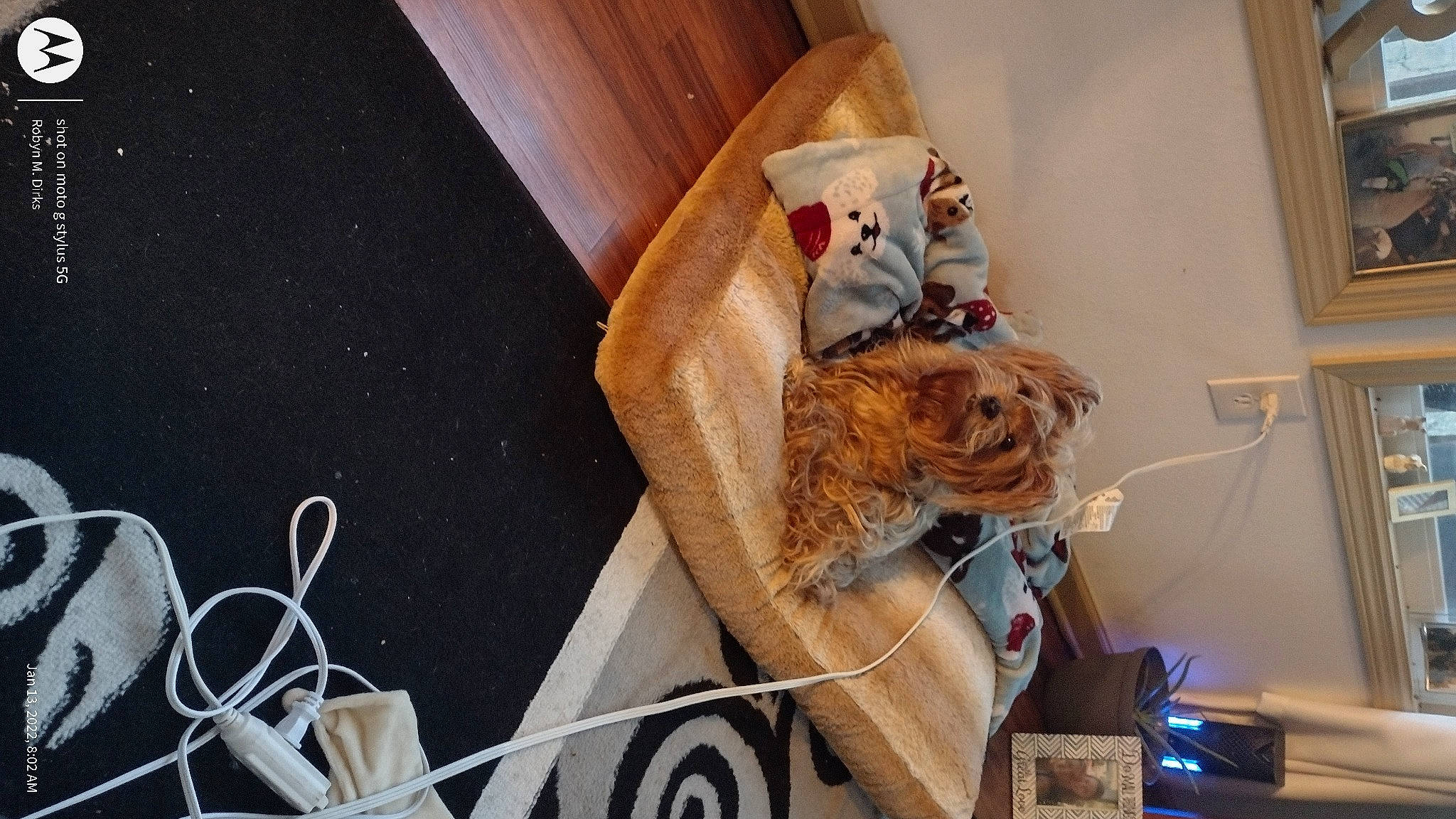 Sissie is registered to the contest to win money with this photo: art, cable, carmine, electrical_supply, electrical_wiring, eyewear, felidae, fur, hardwood, house, machine, plush, room, small_to_medium_sized_cats, stuffed_toy, teddy_bear, toy, visual_arts, wire, wood