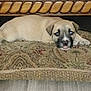 puppy, dog, cushion, floor, wood, indoor, pet, animal, cute, resting, small, fur, brown, black, face, ears, lying_down, home, cozy, pattern