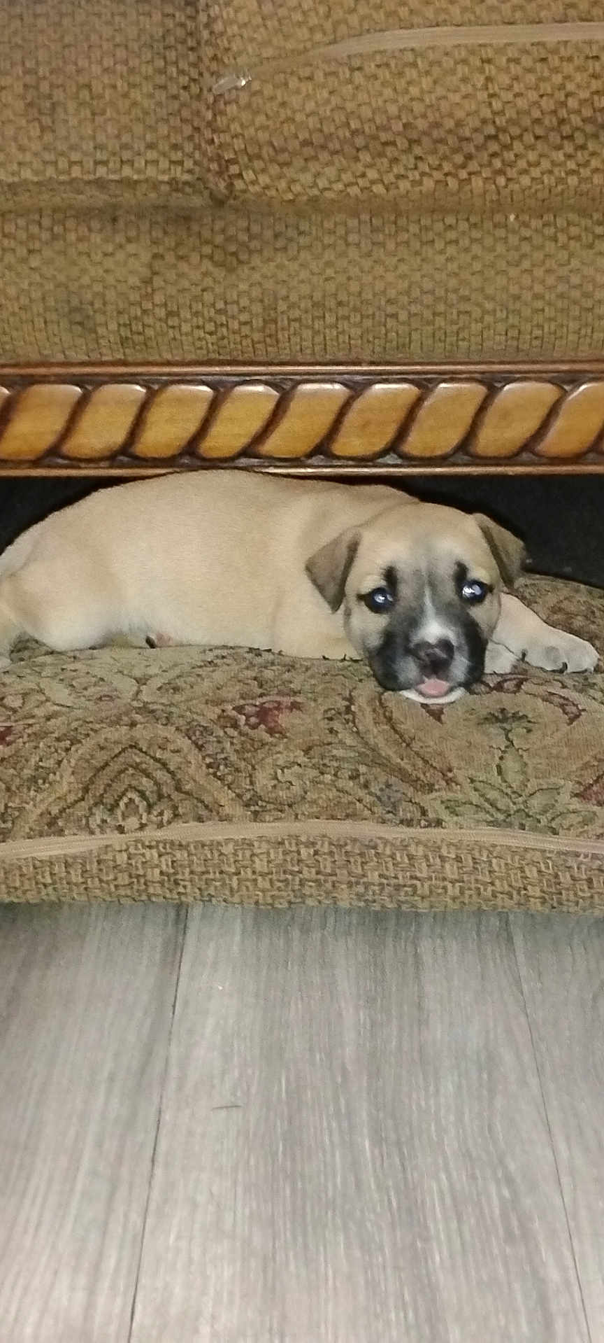 Chica joined the competition — help win amazing prizes! puppy, dog, cushion, floor, wood, indoor, pet, animal, cute, resting, small, fur, brown, black, face, ears, lying_down, home, cozy, pattern