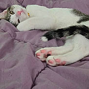 Mochi is registered to the contest to win money with this photo: cat, pet, animal, feline, paws, pink_paw_pads, white_fur, gray_fur, striped_tail, blanket, purple_blanket, indoor, resting, relaxed, cute, fur, whiskers, collar, sleepy, closeup
