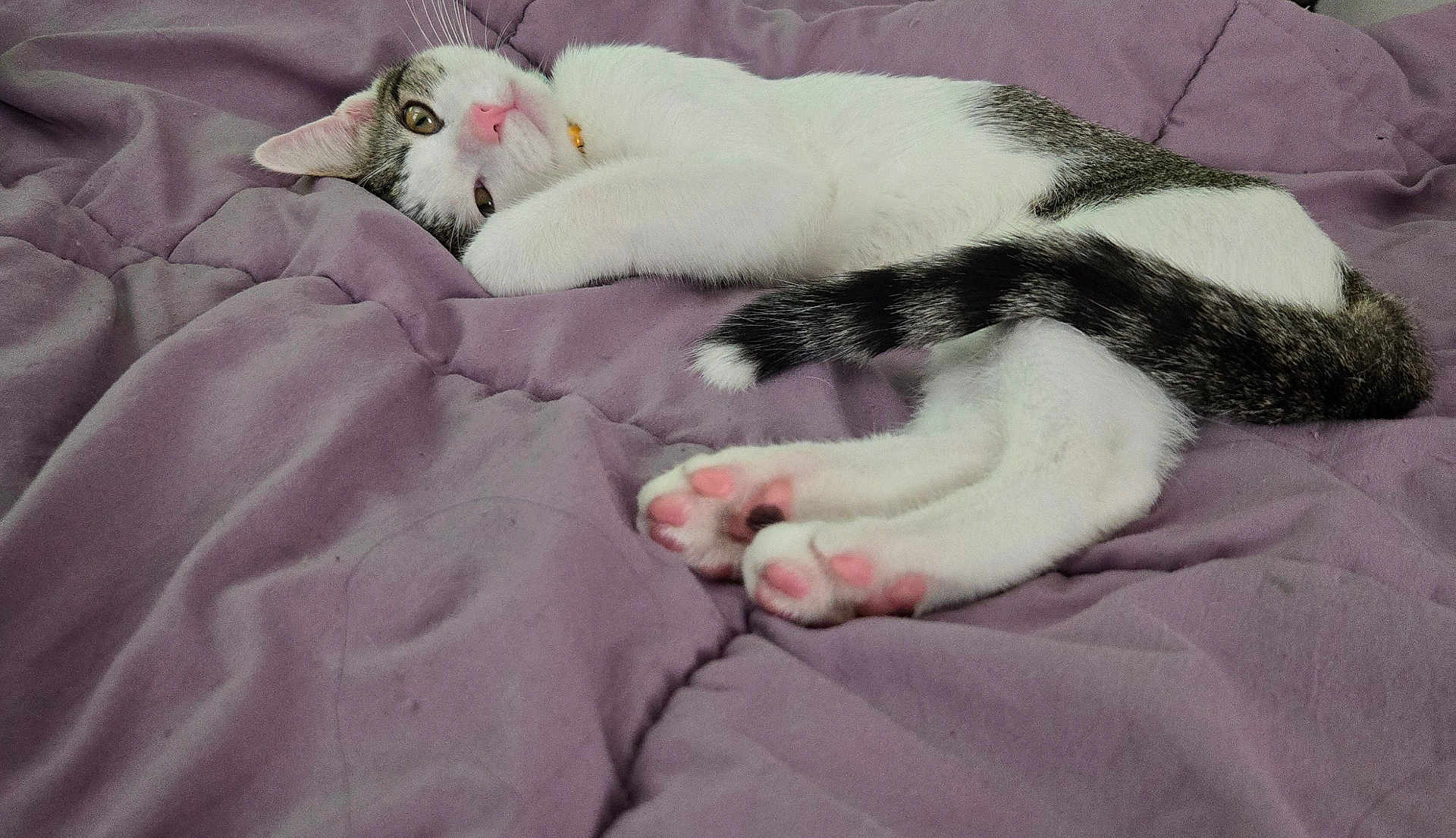 Mochi is registered to the contest to win money with this photo: cat, pet, animal, feline, paws, pink_paw_pads, white_fur, gray_fur, striped_tail, blanket, purple_blanket, indoor, resting, relaxed, cute, fur, whiskers, collar, sleepy, closeup