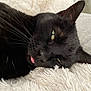 animal, black_cat, cat, close_up, cute, domestic_cat, ear, eye, fluffy_blanket, fur, indoor, lying_down, nose, pet, relaxed, resting, sleepy, soft_texture, tongue_out, whiskers