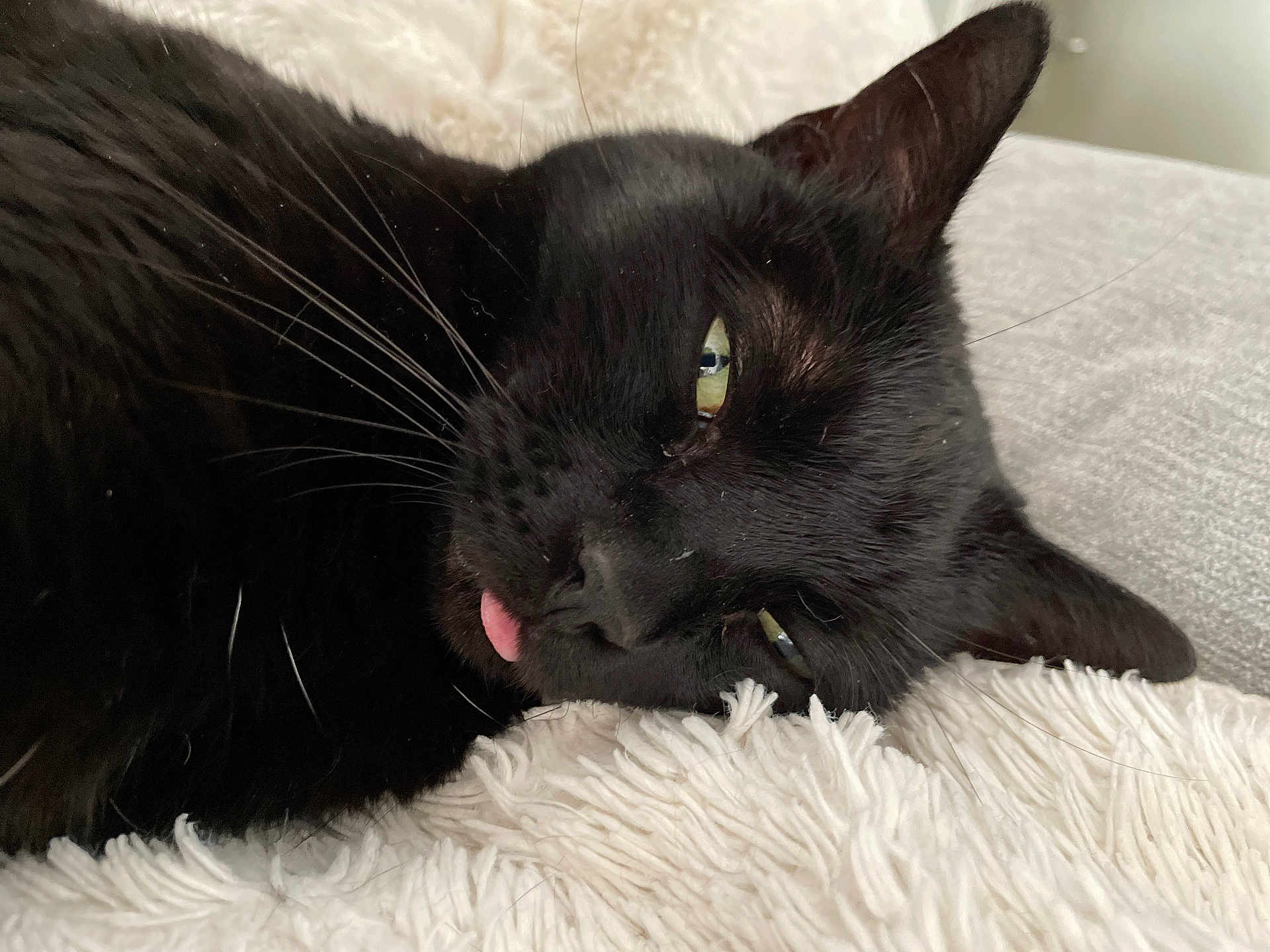 Chamalau participe au concours pour gagner de l'argent avec cette photo : animal, black_cat, cat, close_up, cute, domestic_cat, ear, eye, fluffy_blanket, fur, indoor, lying_down, nose, pet, relaxed, resting, sleepy, soft_texture, tongue_out, whiskers