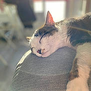 Lilo a rejoint le concours — aidez-le/la à gagner de superbes lots ! cat, closeup, cozy, cushion, domestic_animal, feline, home, indoor, nap, paw, peaceful, pet, relaxed, resting, sleeping, soft_light, sunlight, tabby, whiskers, white_fur