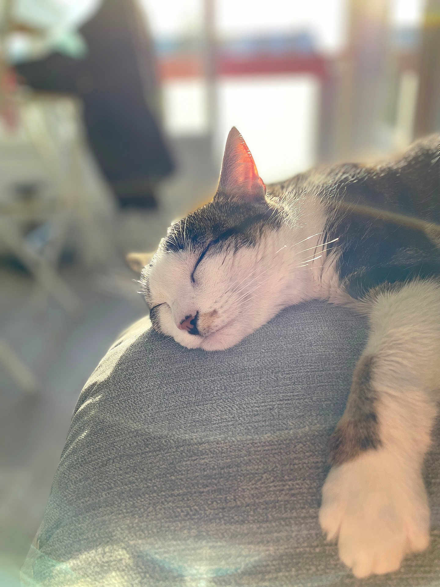 Lilo a rejoint le concours — aidez-le/la à gagner de superbes lots ! cat, closeup, cozy, cushion, domestic_animal, feline, home, indoor, nap, paw, peaceful, pet, relaxed, resting, sleeping, soft_light, sunlight, tabby, whiskers, white_fur