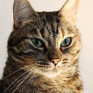 August joined the competition — help win amazing prizes! cat, tabby_cat, close_up, portrait, whiskers, green_eyes, feline, pet, animal, fur, ears, nose, indoor, domestic_cat, mammal, face, looking_away, soft_light, background, cute