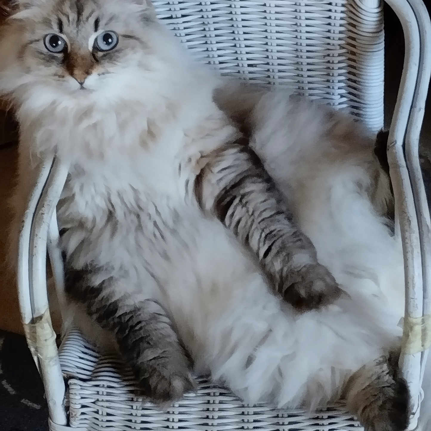 Ophelia a rejoint le concours — aidez-le/la à gagner de superbes lots ! animal, cat, chair, comfortable, cozy, curious_eyes, cute, domestic, feline, fluffy, fur, home, indoor, paws, pet, relaxed, resting, sitting, whiskers, wicker_chair