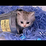 Bug a rejoint le concours — aidez-le/la à gagner de superbes lots ! animal, bucket, cat, closeup, cozy, curious, cute, domestic, eyes, feline, furry, indoor, kitten, pet, playful, purple, small, soft, whiskers, yarn
