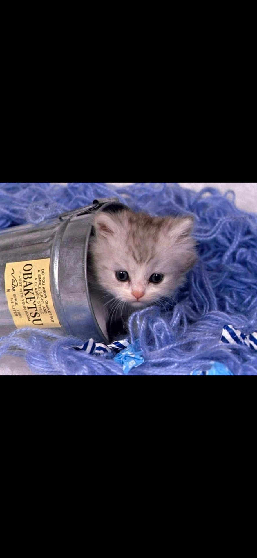 Bug a rejoint le concours — aidez-le/la à gagner de superbes lots ! animal, bucket, cat, closeup, cozy, curious, cute, domestic, eyes, feline, furry, indoor, kitten, pet, playful, purple, small, soft, whiskers, yarn