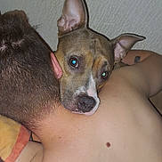 Ivy a rejoint le concours — aidez-le/la à gagner de superbes lots ! affection, blanket, brown, closeup, comfort, companion, dog, ear, fur, head, human, indoor, orange, person, pet, resting, shoulder, skin, tattoo, white