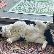 Milo Tiger is registered to the contest to win money with this photo: cat, black_and_white, fluffy, lying_down, indoor, rug, braided_rug, relaxed, pet, feline, sleepy, paw, tail, floor, door, glass_door, home, cozy, animal, resting