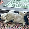 cat, black_and_white, fluffy, lying_down, indoor, rug, braided_rug, relaxed, pet, feline, sleepy, paw, tail, floor, door, glass_door, home, cozy, animal, resting