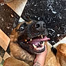 Django a rejoint le concours — aidez-le/la à gagner de superbes lots ! dog, puppy, canine, brown_fur, black_mask, open_mouth, visible_teeth, fangs, tongue, happy, playful, goofy, close_up, nose, eyes, floppy_ears, second_dog, human_hand, tattoo, marble_floor