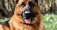 Django participe au concours pour gagner de l'argent avec cette photo : dog, german_shepherd, canine, pet, animal, portrait, outdoor, forest, woodland, grass, lying_down, floppy_tongue, pointed_ears, brown_fur, black_markings, alert, friendly, close_up, nature, sunlight