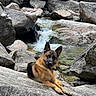 Django a rejoint le concours — aidez-le/la à gagner de superbes lots ! dog, german_shepherd, pet, animal, portrait, outdoors, mountains, stream, waterfall, rocks, nature, wilderness, adventure, hiking, sitting, lying_down, alert, ears, fur, landscape