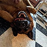 dog, upside_down, playful, smiling, teeth, open_mouth, tongue, black_muzzle, brown_fur, lying_down, indoor, living_room, marble_floor, patterned_floor, armchair, table, human_hand, closeup, funny, pet