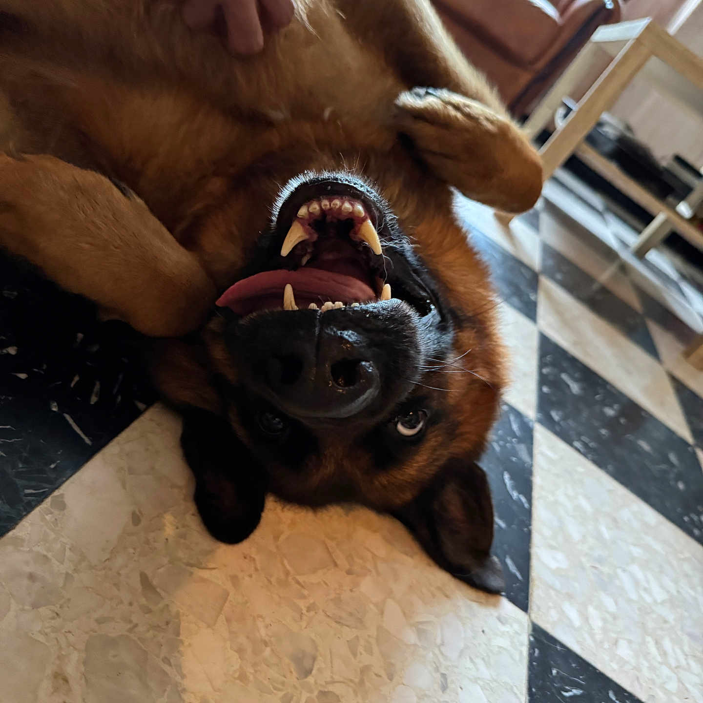 Django a rejoint le concours — aidez-le/la à gagner de superbes lots ! dog, upside_down, playful, smiling, teeth, open_mouth, tongue, black_muzzle, brown_fur, lying_down, indoor, living_room, marble_floor, patterned_floor, armchair, table, human_hand, closeup, funny, pet