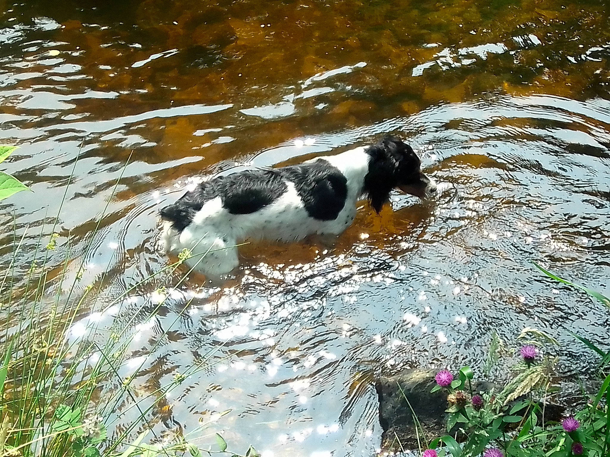 Sista participe au concours pour gagner de l'argent avec cette photo : carnivore, companion_dog, dog, dog_breed, flower, fluid, grass, gun_dog, lake, liquid, plant, sporting_group, stream, tail, vertebrate, water, water_resources, watercourse, wind_wave, working_animal