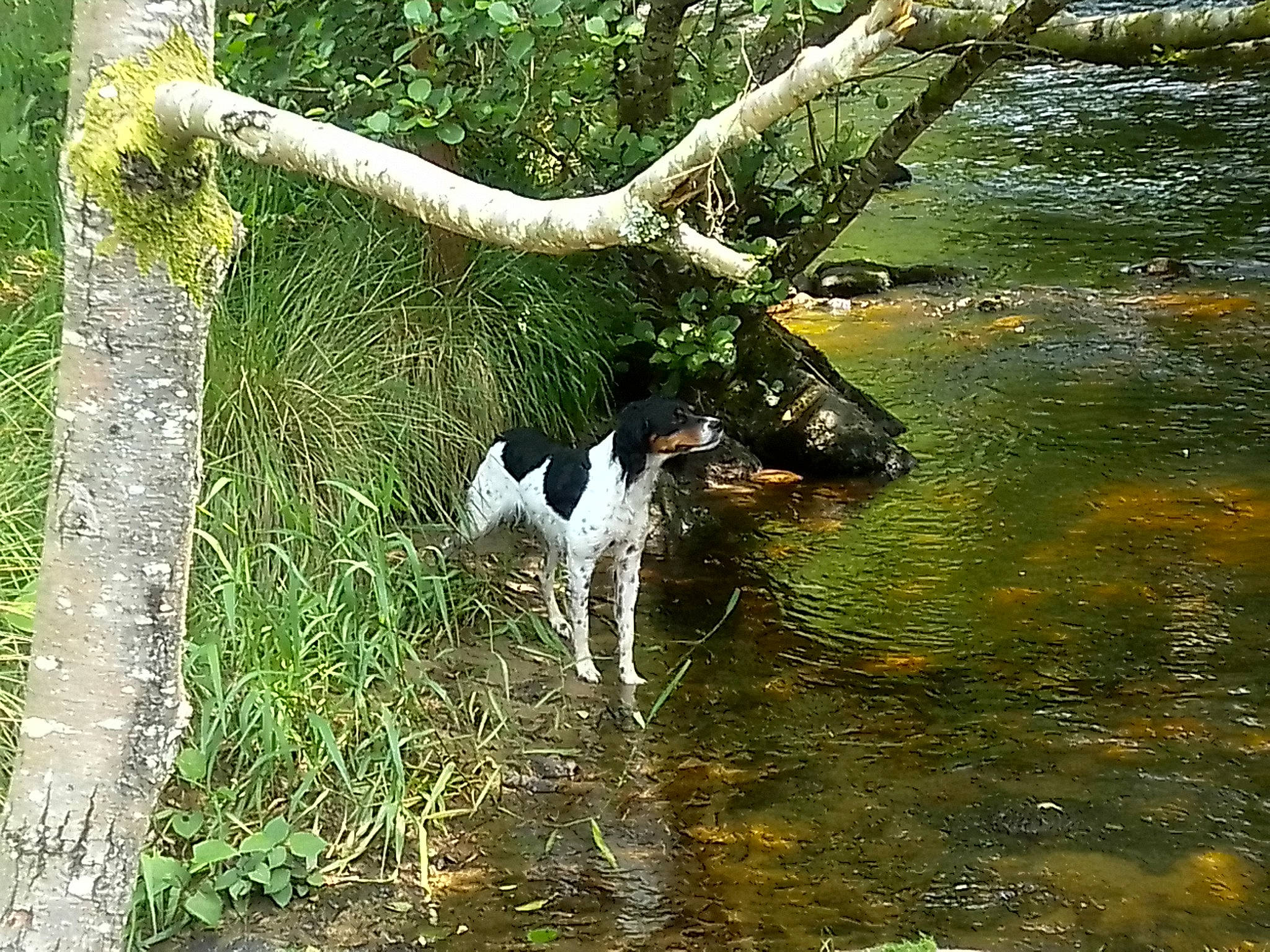 Sista a rejoint le concours — aidez-le/la à gagner de superbes lots ! beak, bird, fluvial_landforms_of_streams, forest, grass, lake, liquid, natural_landscape, plant, riparian_zone, seabird, terrestrial_plant, tree, trunk, twig, vegetation, water, waterfowl, wetland, wood