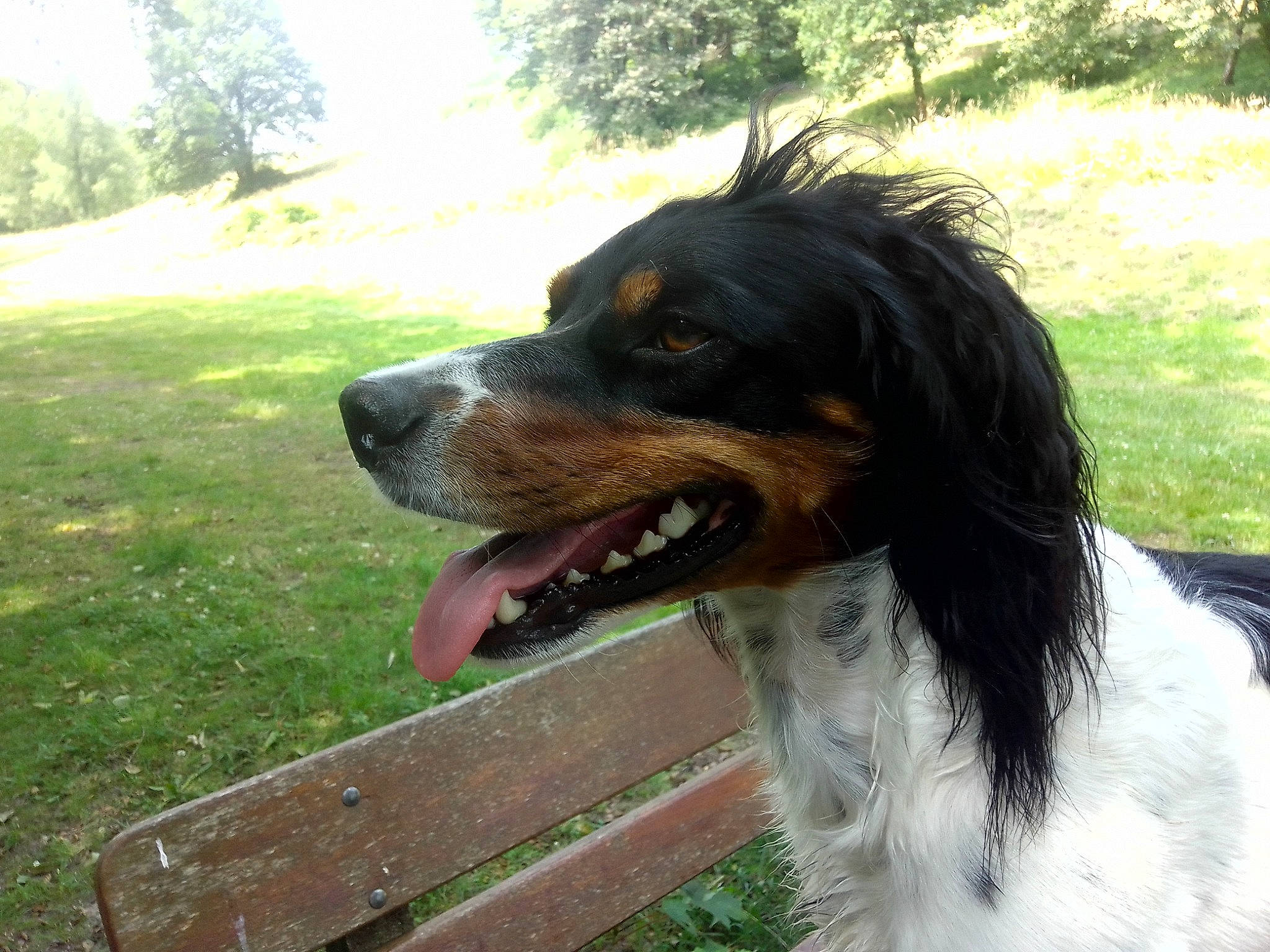 Sista participe au concours pour gagner de l'argent avec cette photo : australian_shepherd, canidae, carnivore, collar, companion_dog, dog, dog_breed, dog_collar, fang, fur, grass, gun_dog, liver, plant, sporting_group, terrestrial_animal, tree, whiskers, working_animal, working_dog