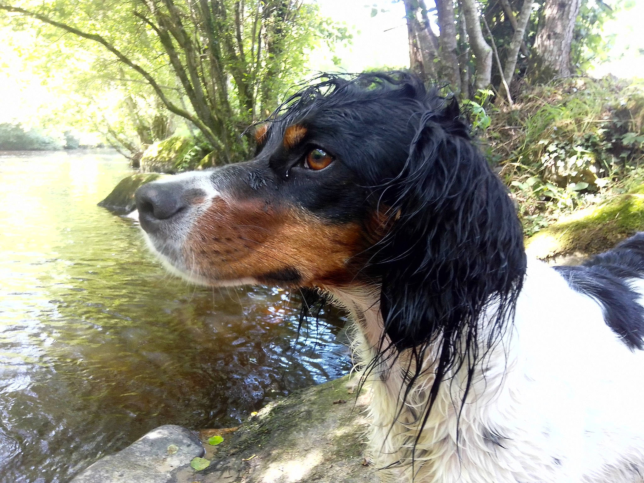 Sista participe au concours pour gagner de l'argent avec cette photo : canidae, carnivore, companion_dog, dog, dog_breed, grass, herding_dog, hunting_dog, lake, liver, plant, snout, sporting_group, terrestrial_animal, tree, water, whiskers, working_animal, working_dog
