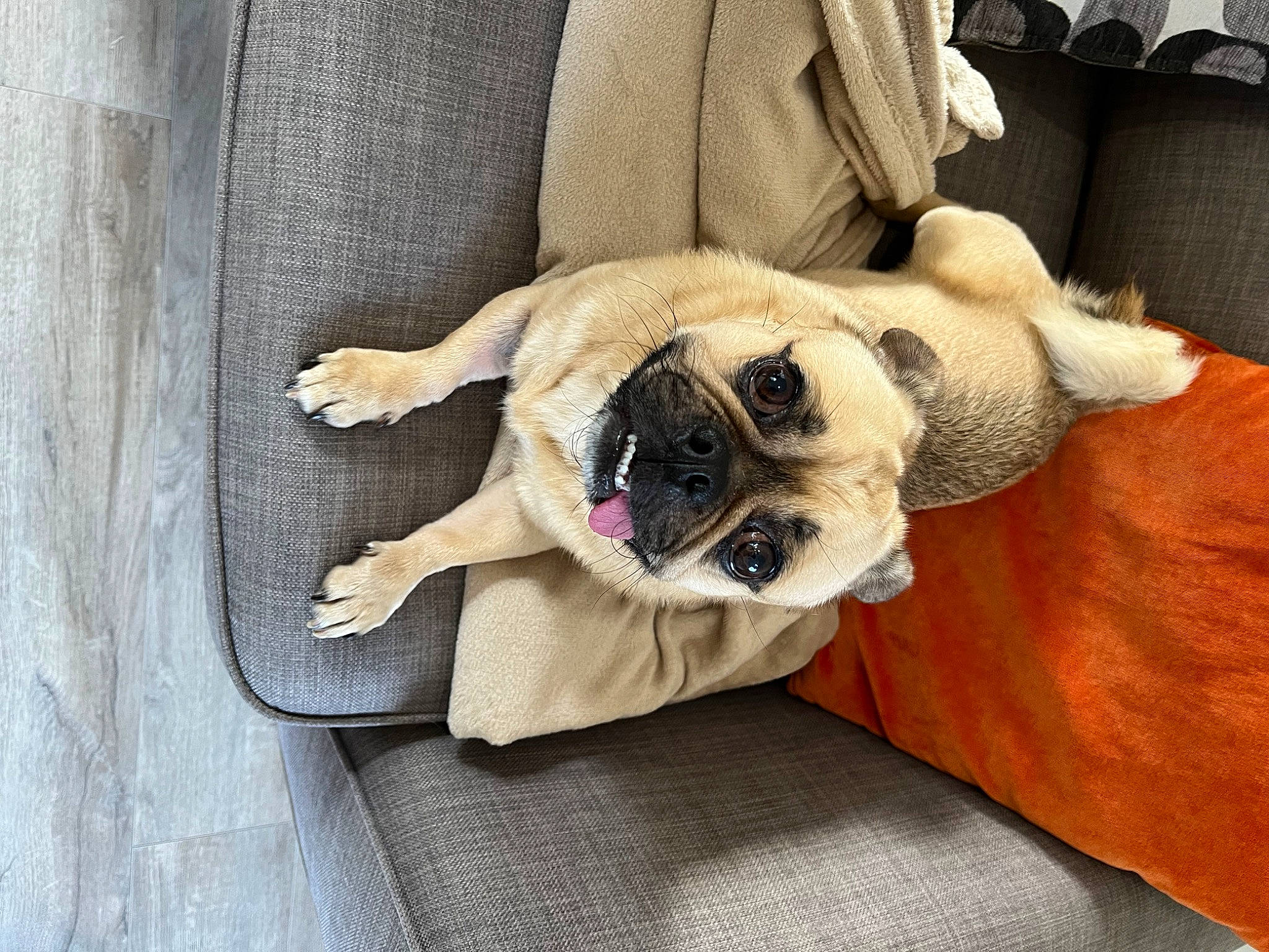 Bonsai is registered to the contest to win money with this photo: canidae, carnivore, comfort, companion_dog, couch, dog, dog_bed, dog_breed, dog_supply, fawn, fur, paw, pet_supply, pug, snout, sporting_group, tail, toy_dog, wood, working_animal