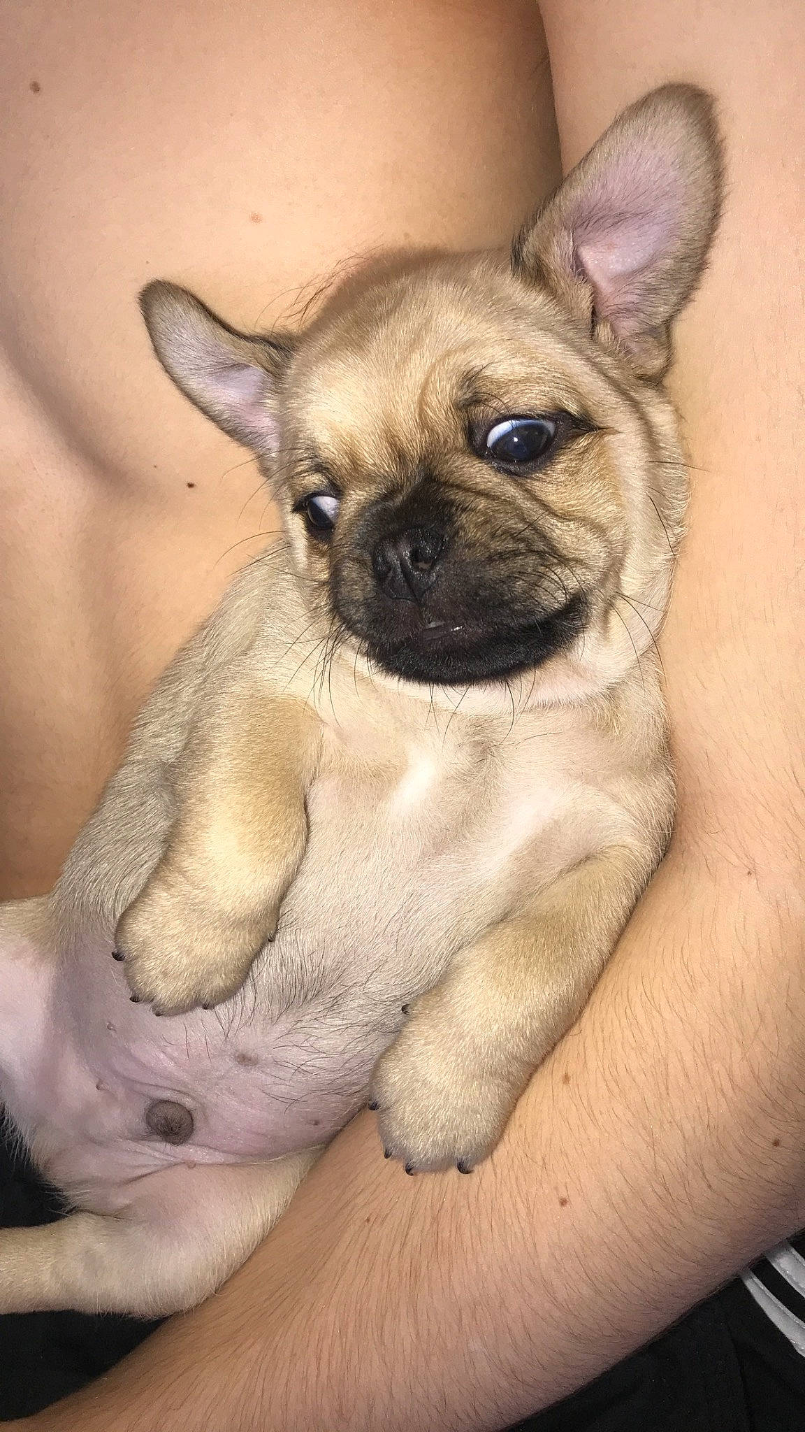 Bonsai joined the competition — help win amazing prizes! canidae, carnivore, comfort, companion_dog, curious, dog, dog_breed, ear, fawn, foot, non_sporting_group, pug, snout, sporting_group, terrestrial_animal, toy_dog, whiskers, working_animal, wrinkle