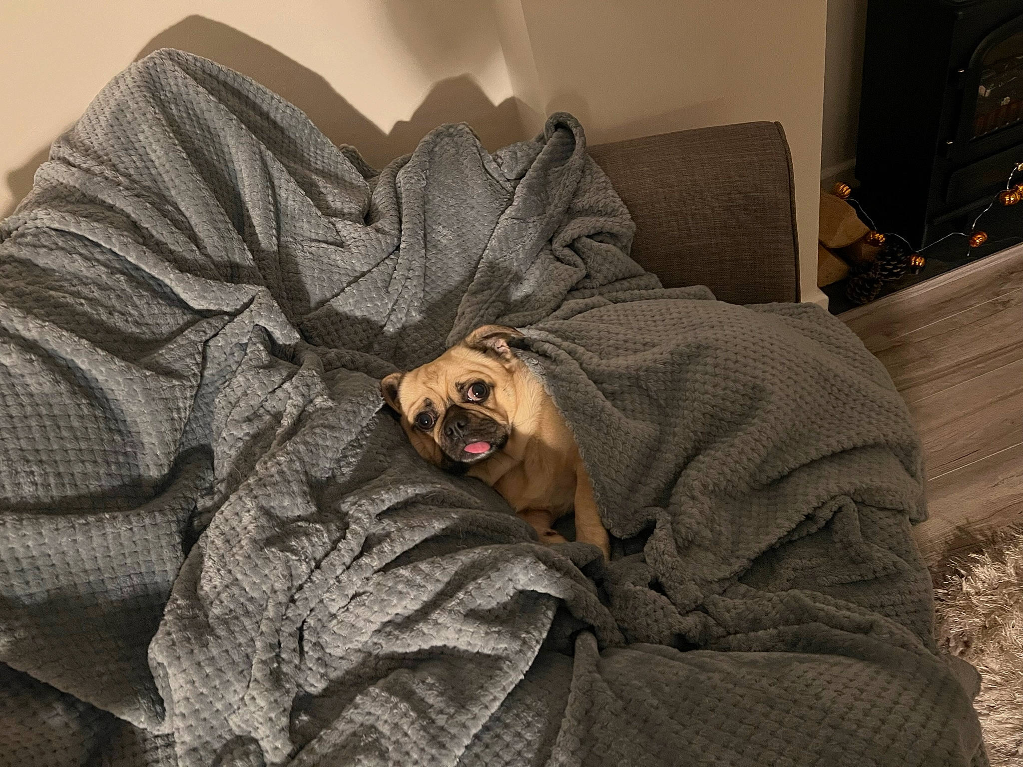 Bonsai is registered to the contest to win money with this photo: bed_sheet, bedding, canidae, carnivore, comfort, companion_dog, dog, dog_breed, eyewear, flooring, fur, grey, linens, nap, room, snout, sporting_group, tints_and_shades, whiskers, wood