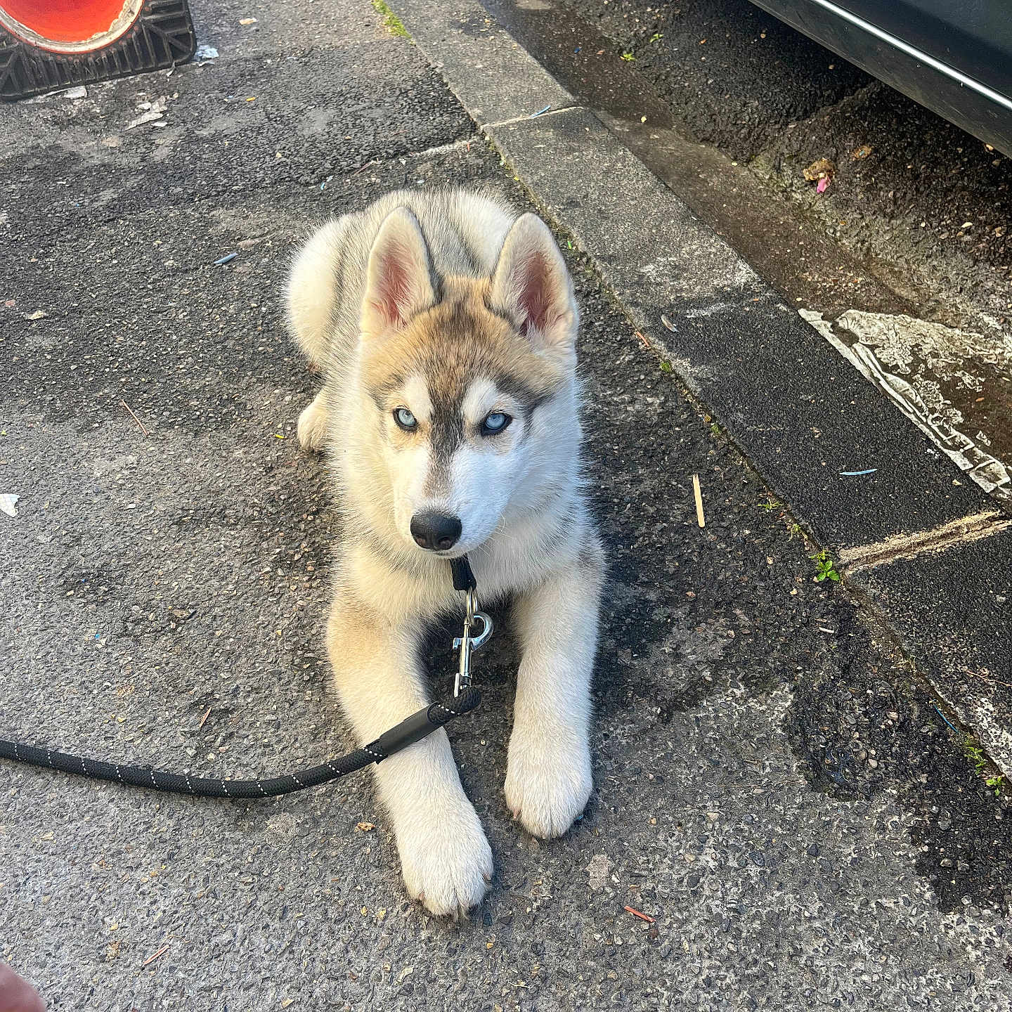 Balto a rejoint le concours — aidez-le/la à gagner de superbes lots ! puppy, dog, husky, blue_eyes, leash, pavement, sidewalk, car, traffic_cone, outdoor, pet, animal, cute, young, fur, canine, resting, alert, street, daytime