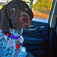 Glory joined the competition — help win amazing prizes! accessories, alloywheel, animal, belt, canine, car, carwheel, cushion, dog, homedecor, hound, machine, pet, pointer, puppy, spoke, tire, transportation, vehicle, wheel